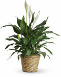 Simply Elegant Spathiphyllum (Peace Lily) - Medium